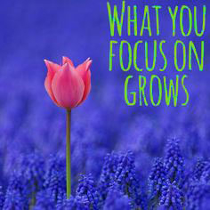 what-you-focus-on-grows